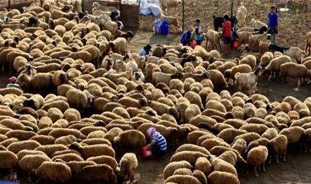أزمة المزارع قرب المطار تتصاعد.. نقابة القصابين تعترض